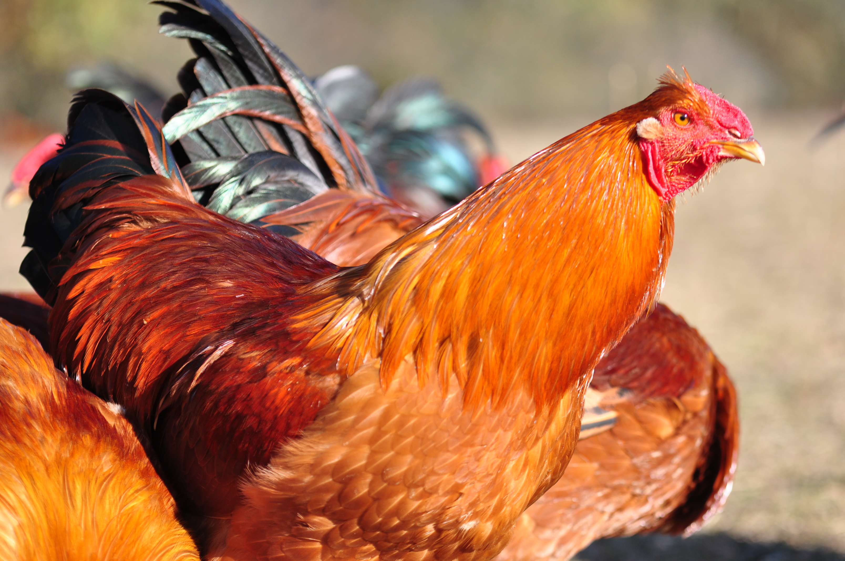 La Ferme du Vidalies vous propose tout au long de l'année ou spécialement pour les fêtes : Volailles festives, conserves, colis de boeuf et de veau, pintades, chapons, Noire d'Astarac...